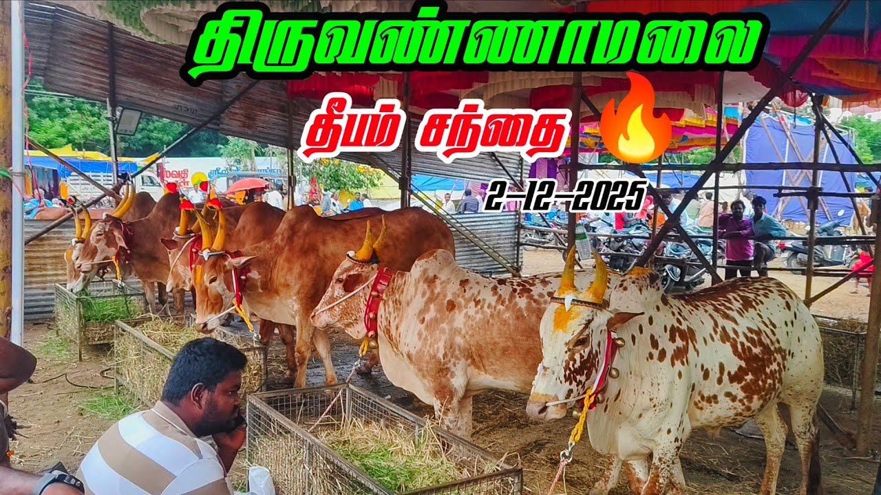 2-12-2025 திருவண்ணாமலை தீபம் மாட்டு சந்தை 🔥 இன்று எப்படி இருக்கு சந்தை 