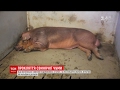 Як Африканська чума свиней стала економічною зброєю в Україні