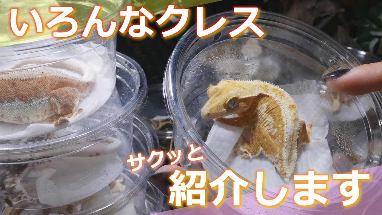 生体紹介】いろんなクレス紹介します（その1） - YouTube