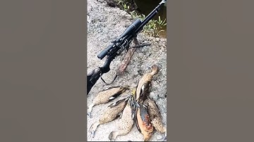 BERBURU BURUNG BELIBIS 🎯 #hunting #berburu #belibis #belibiskembang #belibisbatu