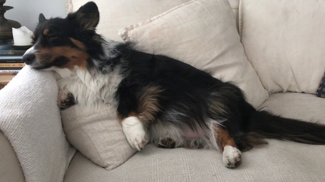 fluffy cardigan corgi