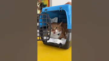 ANGRY ORANGE CAT Cat Cats Funnyvideo Funny Funnycats Shortsfeed Short Shorts Shortvideo 