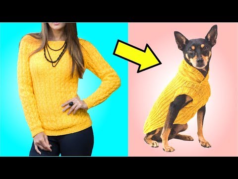 Vídeo: 7 maneiras de reutilizar sua roupa velha para que seu cão pare de roubar sua roupa