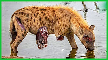 Epic Battle of Lion Vs Hyena || Hyena Attacks Lion | Wild  Animal Fight 2024