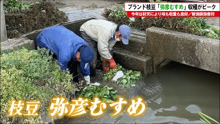 【新潟県弥彦村】ブランド枝豆「弥彦むすめ」収穫がピーク【今年は好天により味も収量も良好】