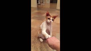 Charlie the 8 month old Devon Rex loves   to fetch, sit and touch my hand!