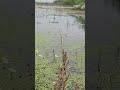 Still Water Reflection with Birds, Wind and Relaxing Nature Audio