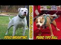 Dogo Argentino contra un Perro tipo Bull, El poder e Instinto de su Genética