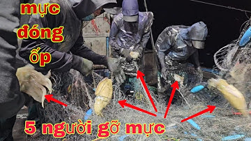 Tàu 789. Tôi chưa từng thấy mực đóng nhiều như vậy !!! Lát lưới đánh bắt được cả tấn mực nang .