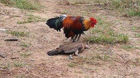 Khuv Xim Kawg Coj Kuv Tus F1 Mus Dib 2 Tau 1Tug Xwb 18/11/2025.