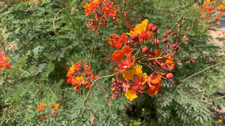 Arizona flowers