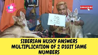 SIBERIAN HUSKY ANSWERS MULTIPLICATION OF 2DIGIT SAME NUMBERS| Wakyrie Abs