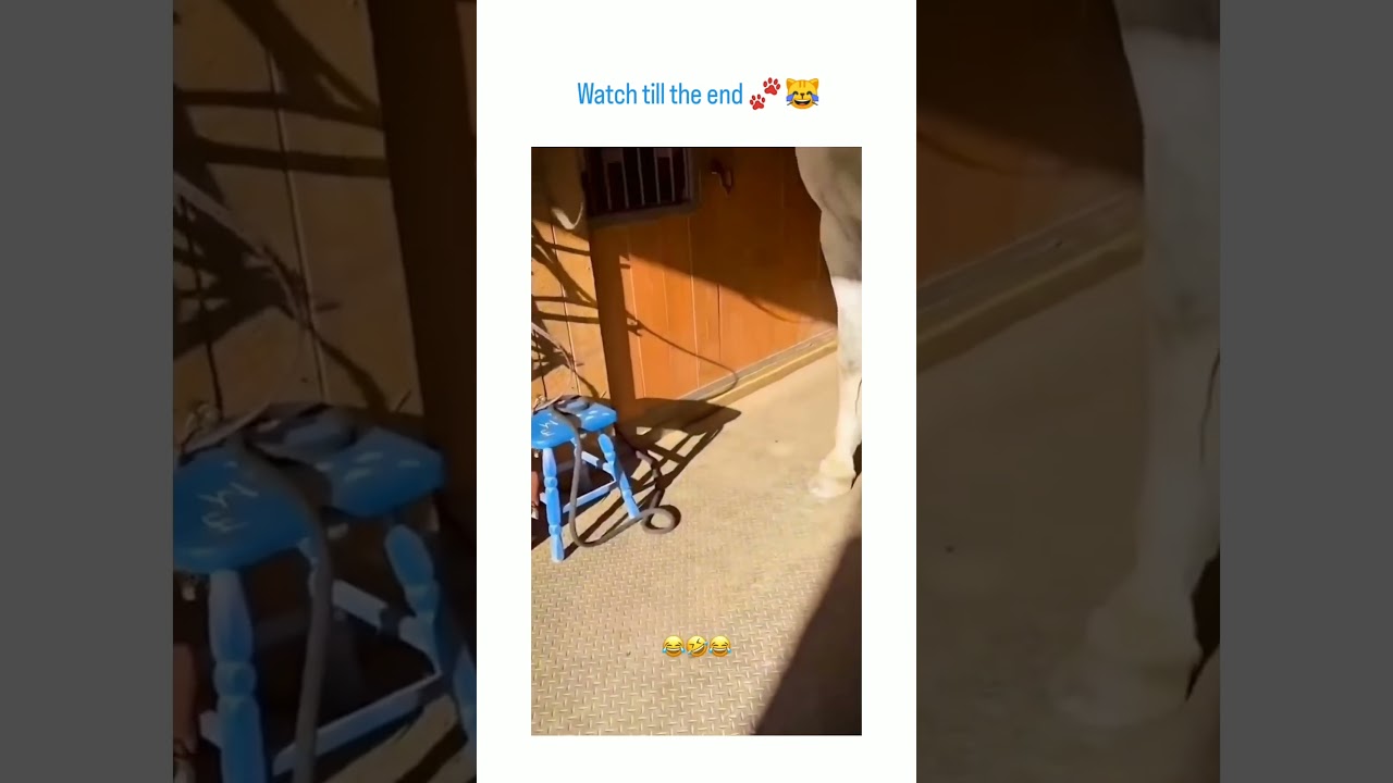 Horse laughing, cat scared 🤣🤣