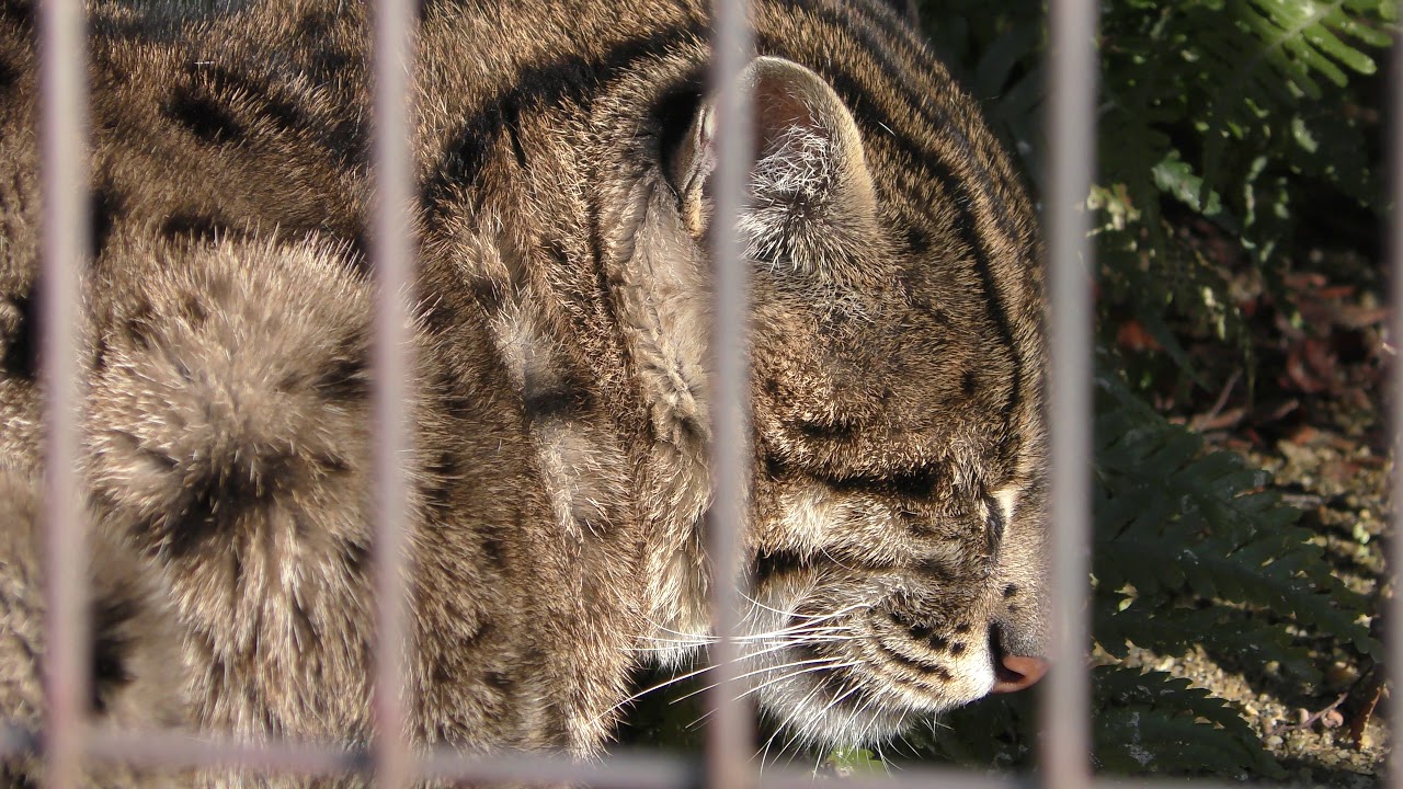 Fishing Cat (Higashiyama Zoo and Botanical Gardens, Aichi, Japan
