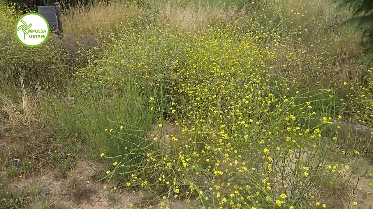 Abandono Zonas Verdes El Bercial (Getafe)