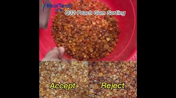 Q32 Peach Gum Sorting