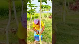 ¡No cometas este error al cultivar papaya!