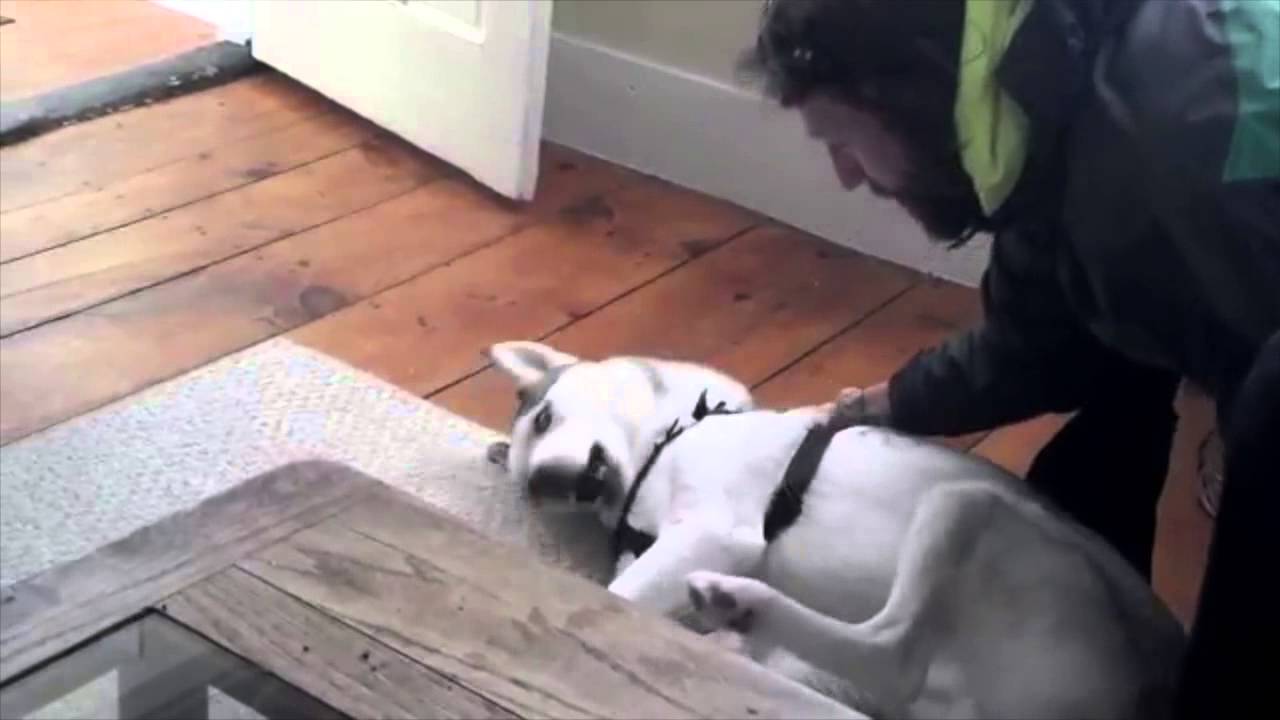 Husky says no to kennel