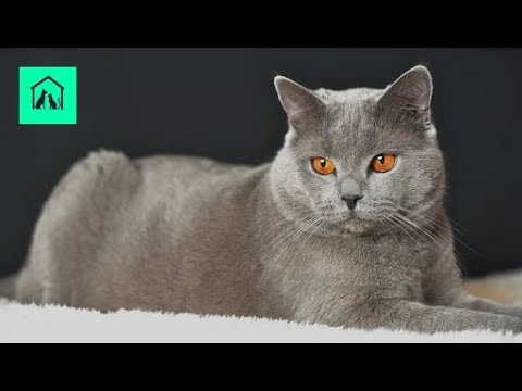 Vídeo: Curiosidades Sobre O Chartreux