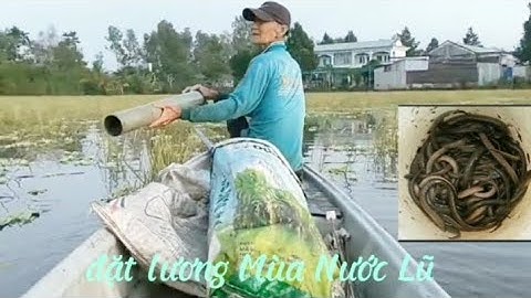 ông lão 99 tuổi Thầy đặt chúm bắt lương mùa nước nổi ở miền tây 70 ống chúm đặt 1 đêm 10kg lương