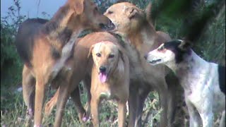 3 MALE dogs have fun with 1 FEMALE dog