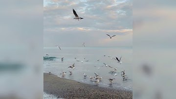 سورة الكهف بصوت الشيخ ابو بكر الشاطري راحة نفسية ليس لها مثيل