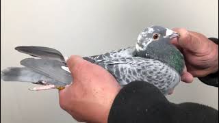 Meulemans 018