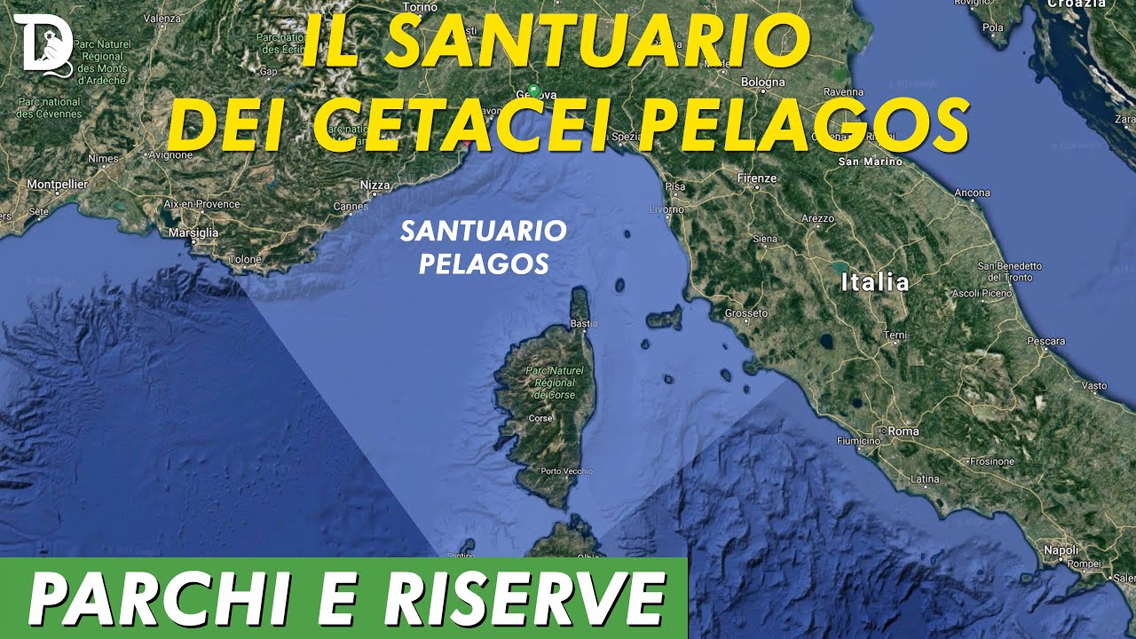 IL SANTUARIO DEI CETACEI PELAGOS 🏞️ 𝐏𝐚𝐫𝐜𝐡𝐢 𝐞 𝐑𝐢𝐬𝐞𝐫𝐯𝐞 📺 𝟷𝚡𝟶𝟽 YouTube IL SANTUARIO DEI CETACEI PELAGOS 🏞️ 𝐏𝐚𝐫𝐜𝐡𝐢 𝐞 𝐑𝐢𝐬𝐞𝐫𝐯𝐞 📺 𝟷𝚡𝟶𝟽 YouTube