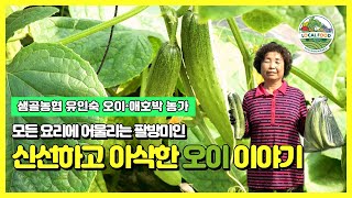 정읍시 샘골농협 - 유인숙 출하농가(오이·애호박)
