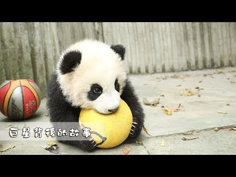 《當熊不讓》巨星背後的故事 | iPanda
