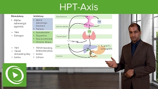 Hypothalamic–Pituitary–Thyroid Axis (HPT-Axis) – Pathology | Lecturio