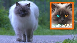 Katze miaut laut - cat meows loud - AVATAR Katze walkoART - ICON CAT walkoART