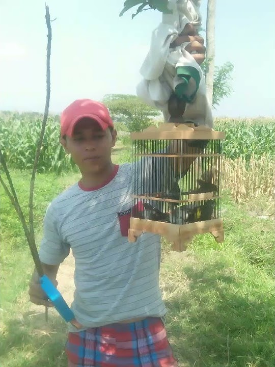 Suara pikat ciblek sawah new 2019
