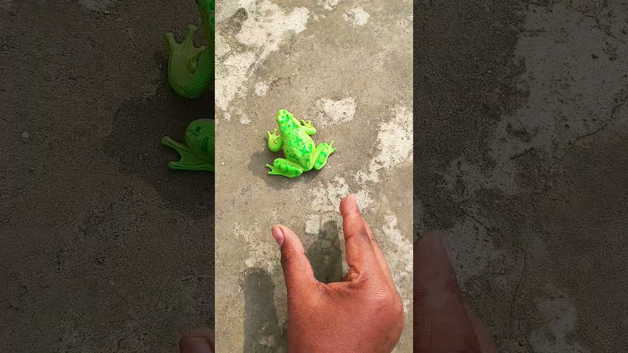 Funny frogs Catching |Wep wep catching frogsfunny 