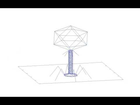 T4-like phage made with gnuplot