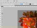 Introduction to Cropping in Adobe Photoshop