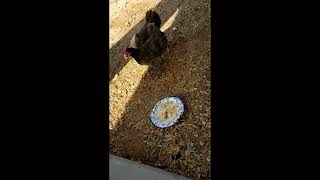 Can Chickens eating Popeyes biscuits without choking?!