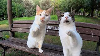 These Stray Cats Literally Show Me How They Want to Be Petted