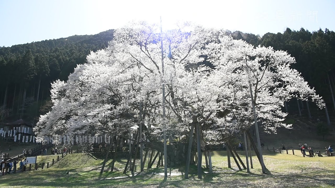 淡墨桜が満開 日本三大桜 花見客を魅了 - YouTube