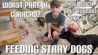 Worst thing about Curaçao..? Q&A While feeding adorable stray dogs!