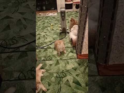 Купить шотландских котят