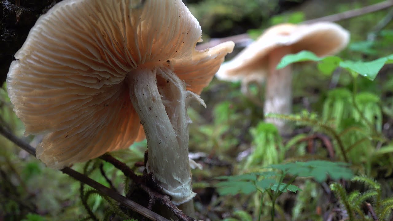 Rainforest, Douglas Island, Juneau Alaska