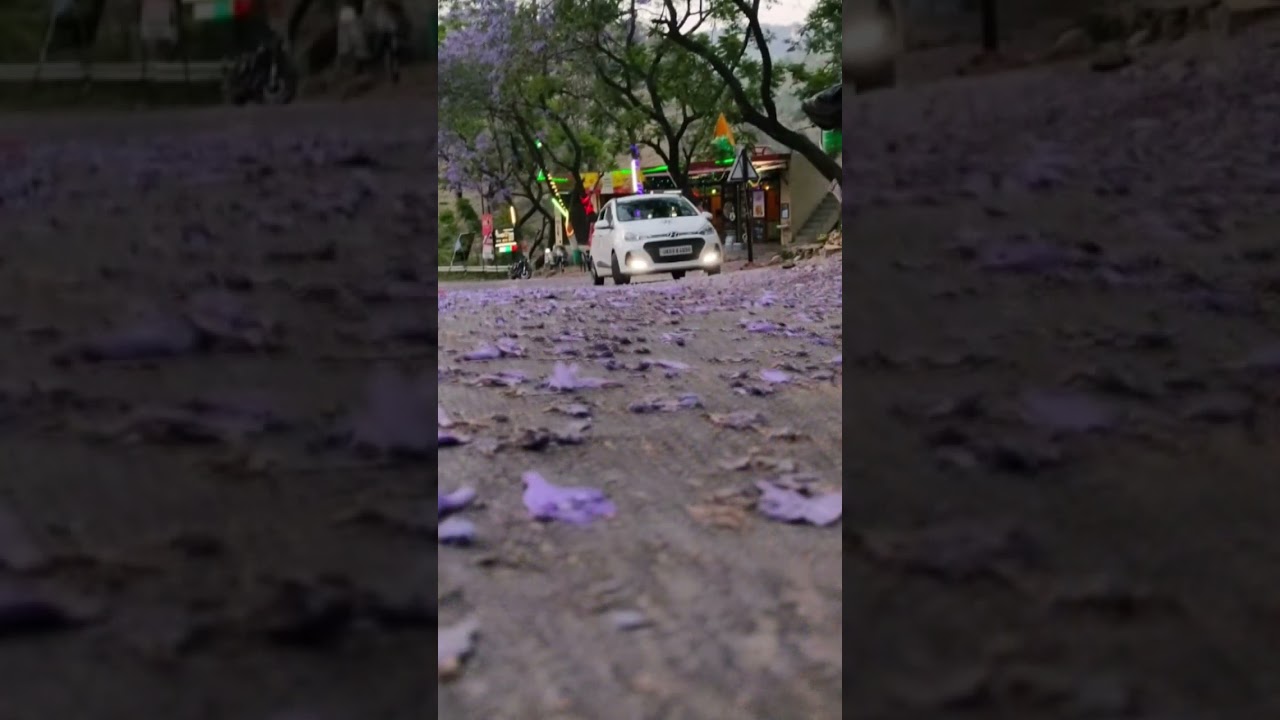 #Jacaranda