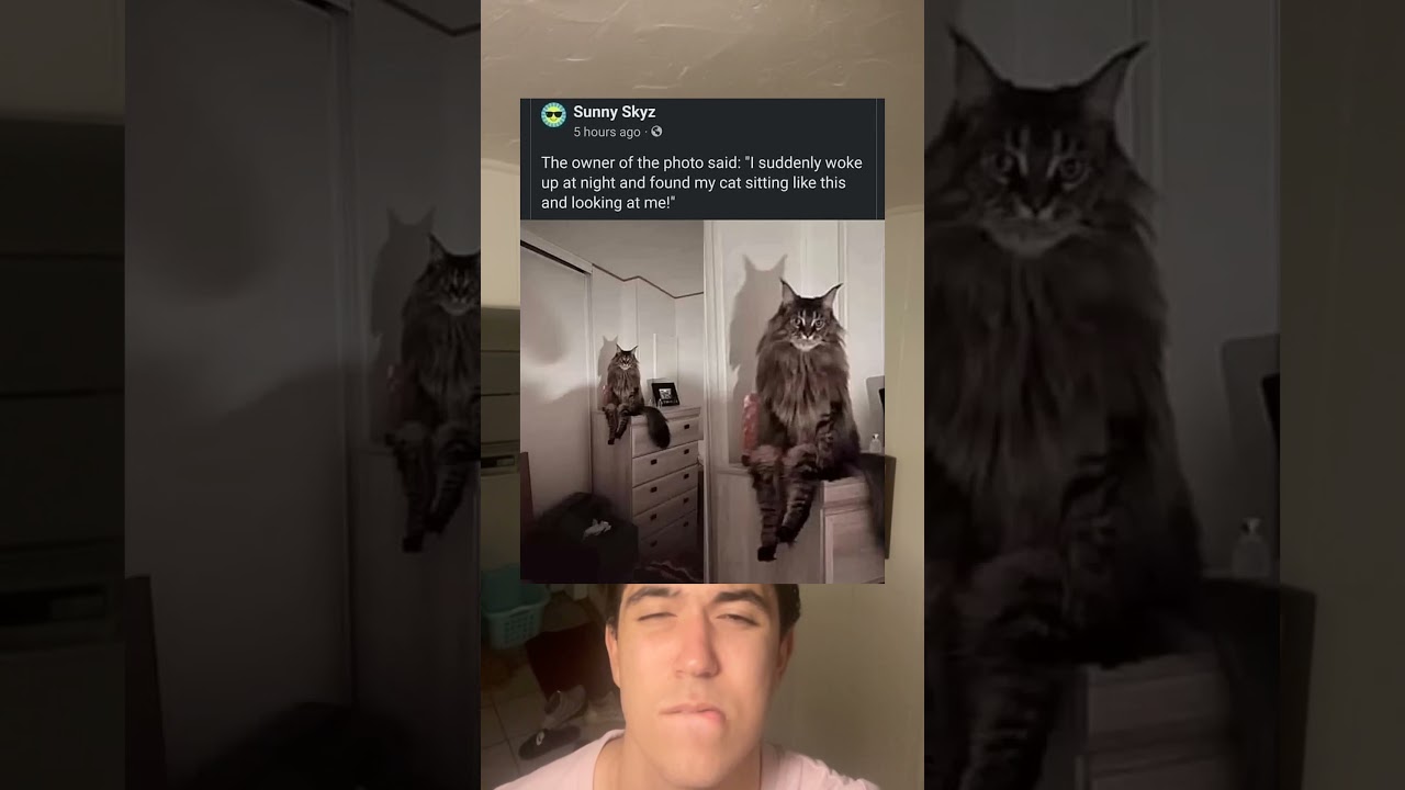 His cat was staring at him