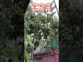 বৃষ্টি বৃষ্টি বৃষ্টি #shortvideo #youtubeshorts #rain #trending #nature