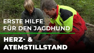 Erste Hilfe für den Jagdhund 6/7 - Herz- & Atemstillstand | GRUBE.DE
Erste Hilfe für den Jagdhund - Herz- & Atemstillstand: Folge 6
Wie funktioniert eine Herzdruckmassage bei einem Hund? Und wie wende ich die Mund-zu-Nase-Beatmung richtig an um meinem Hund das Leben zu retten? Antworten rund um Herz- & Atemstillstand gibt es von Dr. Gesche Pinke in unserer sechsten Folge der Reihe Erste Hilfe für den Jagdhund.
Die Reihe erscheint in Zusammenarbeit mit dem DJV und dem Jagdgebrauchshundverband. Erste Hilfe für den Jagdhund 6/7 - Herz- & Atemstillstand | GRUBE.DE