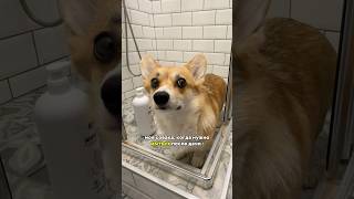 КОРГИ НЕ ЛЮБЯТ МЫТЬСЯ? 164158698 - шампунь для белой шерсти #коргипемброк #лапы #грязь