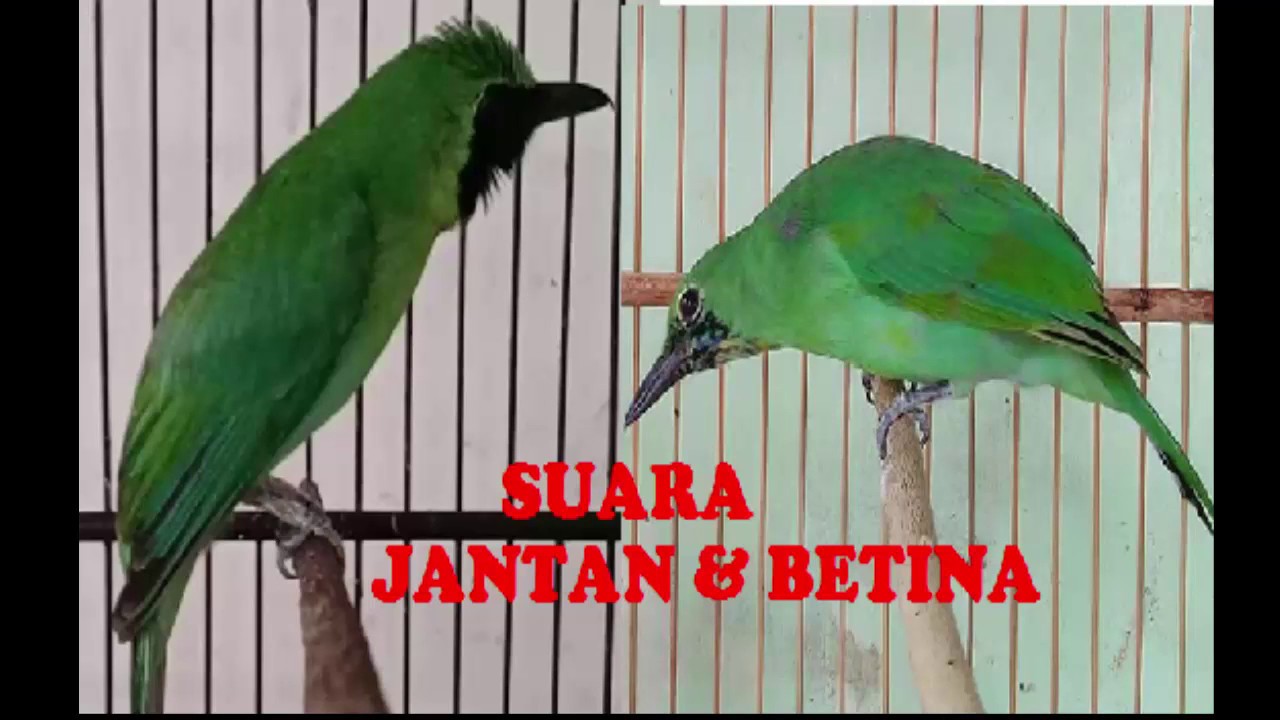 Suara Burung Cucak Ijo Jantan Dan Betina Youtube