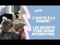 Comment Gérer L Arrivée D Un Nouveau CHAT à La Maison Comment Gérer L Arrivée D Un Nouveau CHAT à La Maison