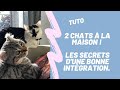 Comment gérer l'arrivée d'un nouveau CHAT à la maison.